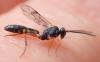 Campopleginae inconnu